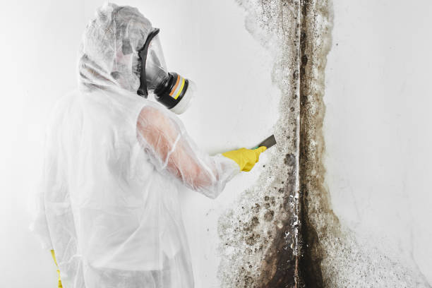 Mold Removal Process in Leavenworth, WA