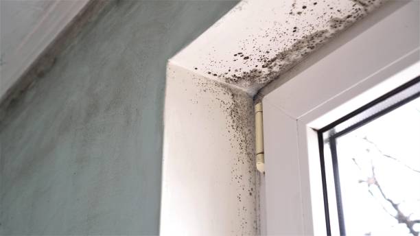 Best Mold Damage Repair  in Leavenworth, WA