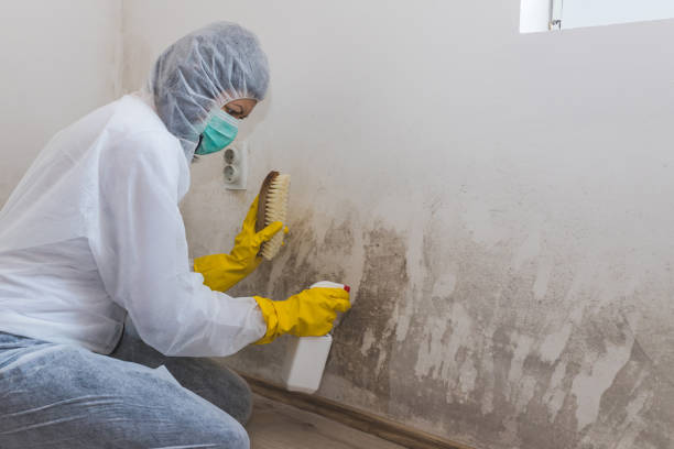Mold Testing and Removal in Leavenworth, WA