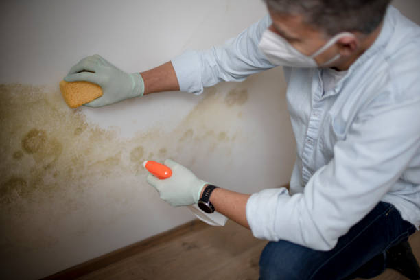 Best Mold Testing and Removal  in Leavenworth, WA