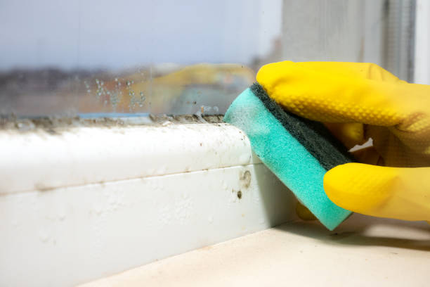 Best Emergency Mold Removal  in Leavenworth, WA