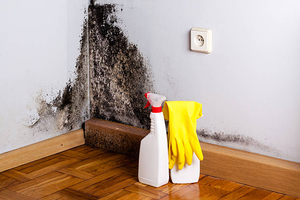 Reliable Leavenworth, WA Mold Removal Solutions