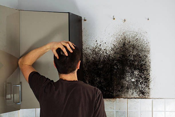 Best Black Mold Removal  in Leavenworth, WA