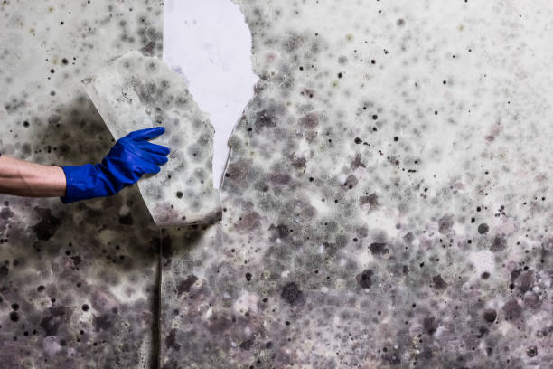 Best Fast Mold Removal  in Leavenworth, WA