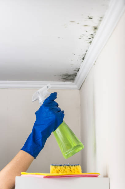 Best Mold Testing and Removal  in Leavenworth, WA